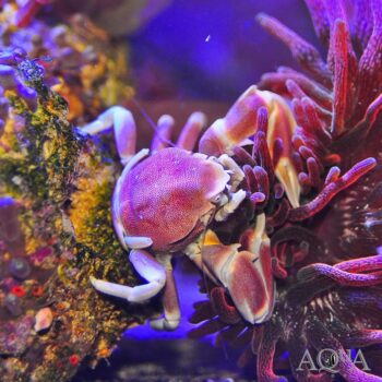 Porcelain Anemone Crab (Neopetrolisthes ohshimai)