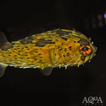 Porcupine Puffer (Diodon holocanthus)