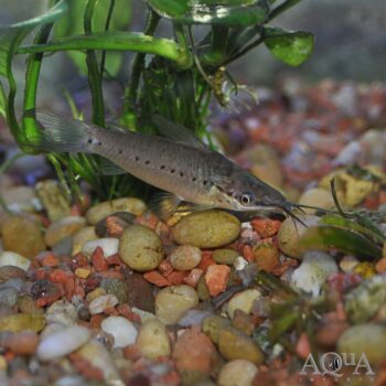 Porthole Catfish (Dianema longibarbus)
