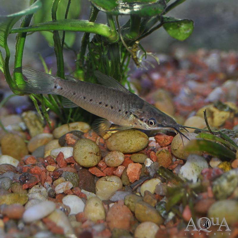 Porthole Catfish (Dianema longibarbus)