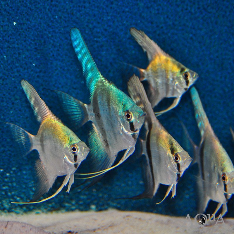 Powder Blue Angelfish (Pterophyllum scalare)