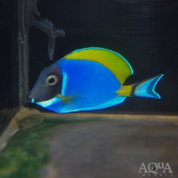 Powder Blue Tang (Acanthurus leucosternon)