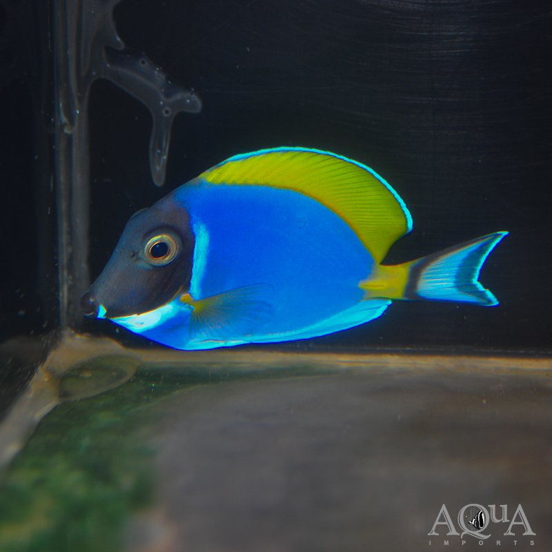 Powder Blue Tang (Acanthurus leucosternon)