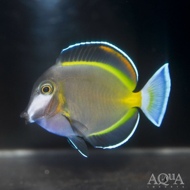 Powder Brown Tang (Acanthurus japonicus)