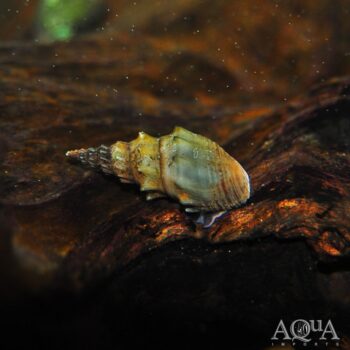 Prambanan Snail (Thiara winteri)