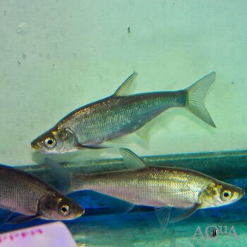 Predatory Carp (Chanodichthys erythropterus)