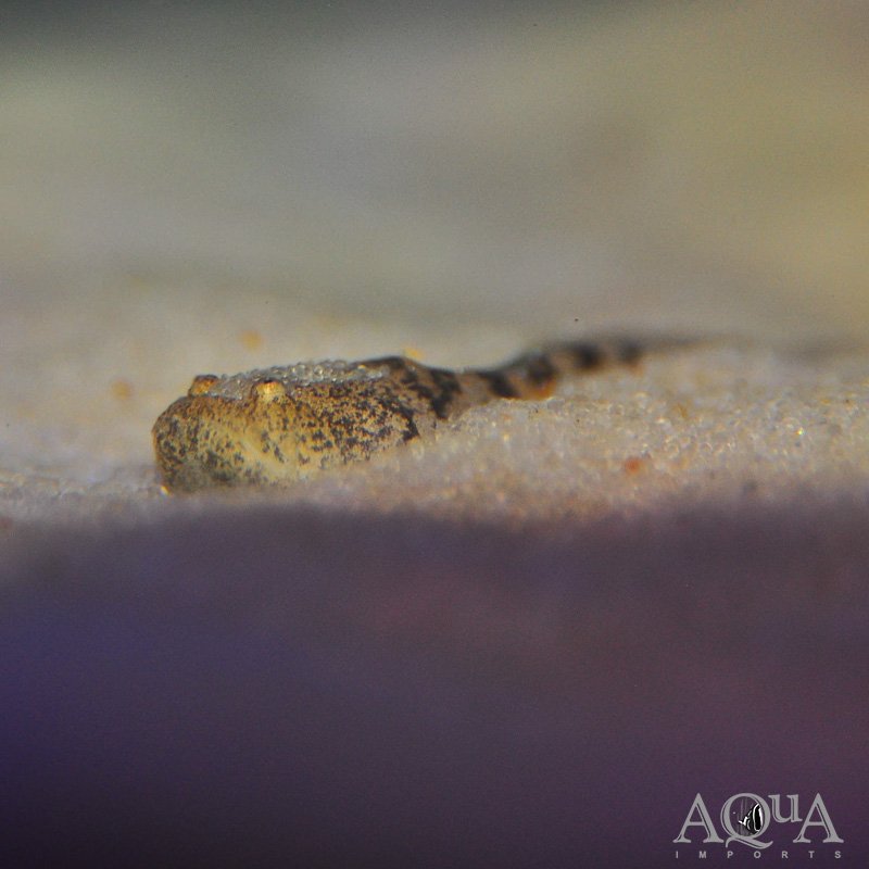 Prehistoric Monster Fish (Thalassophryne amazonica)