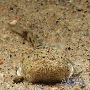 Prehistoric Monster Fish (Thalassophryne amazonica)