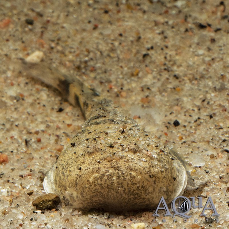 Prehistoric Monster Fish (Thalassophryne amazonica)