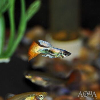 Assorted Male Fancy Guppy (Poecilia reticulata)