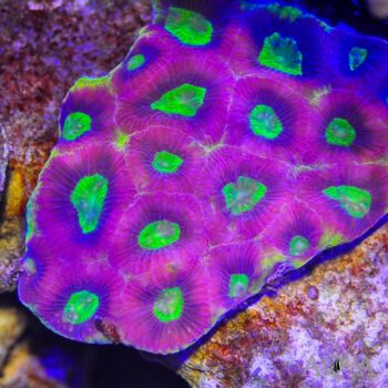Prism Favia Brain Coral (Favites sp.)