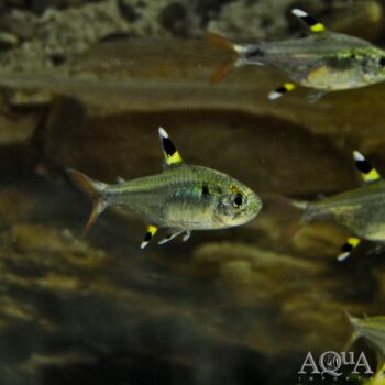 Pristella Tetra (Pristella maxillaris)