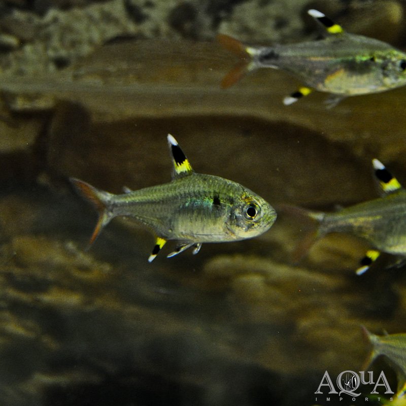 Pristella Tetra (Pristella maxillaris)