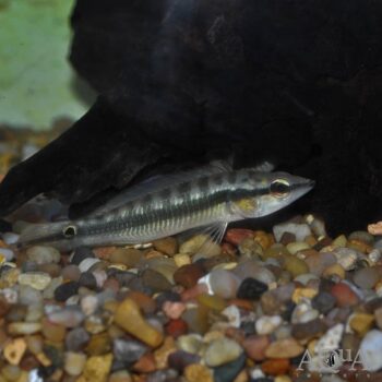 Proteus Pike Cichlid (Saxatilia proteus)