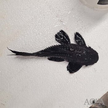 Black Dragon Cactus Pleco (Pseudacanthicus serratus)