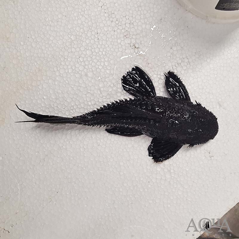 Black Dragon Cactus Pleco (Pseudacanthicus serratus)