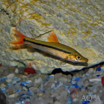Pseudanos winterbottomi