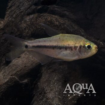 Pink Spot Choco Tetra (Pseudochalceus kyburzi)
