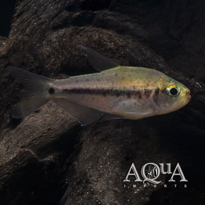 Pink Spot Choco Tetra (Pseudochalceus kyburzi)