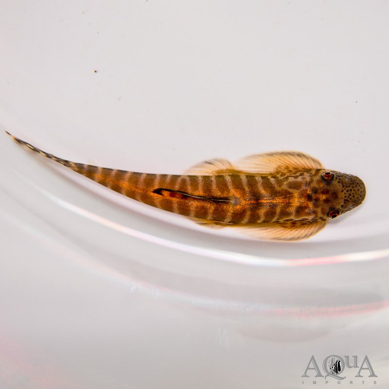 Labigastromyzon cf. changtingensis