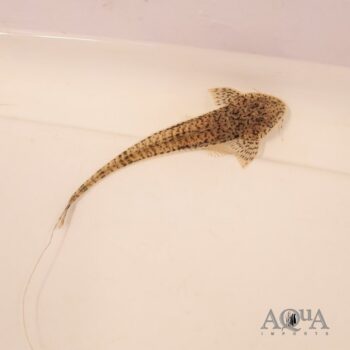 Pseudohemiodon unillano
