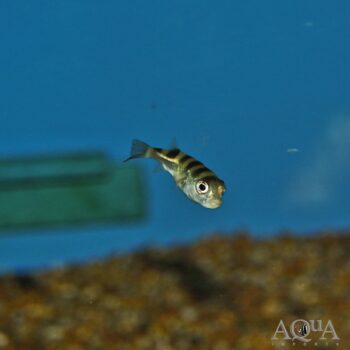 Parrot Puffer (Colomesus psittacus)