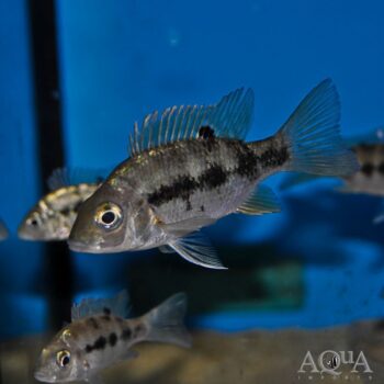 Ptychochromis mainty