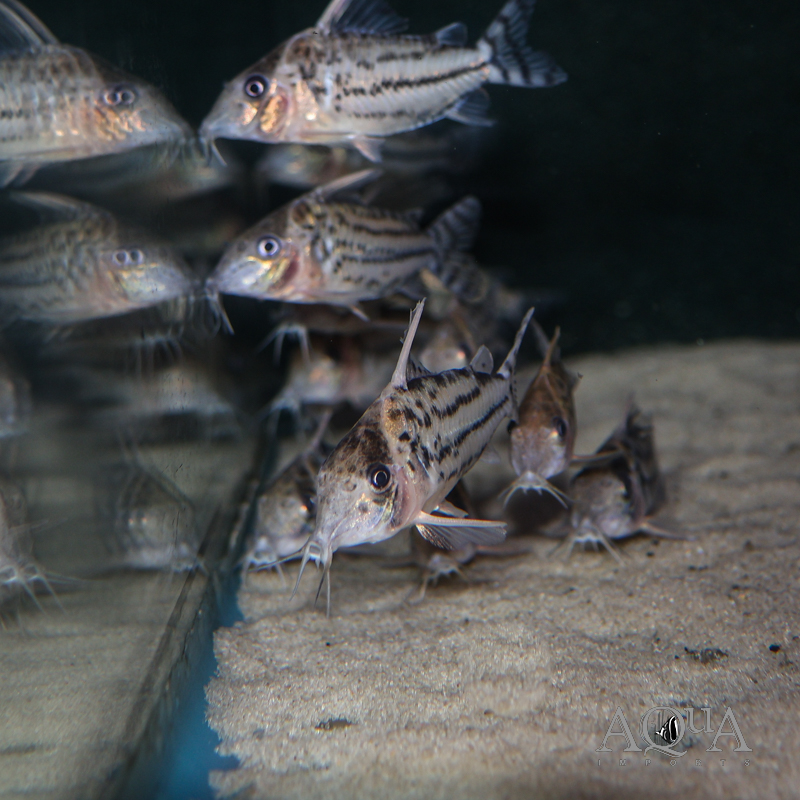 Pulcher Cory (Brochis pulcher)