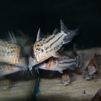 Pulcher Cory (Brochis pulcher)