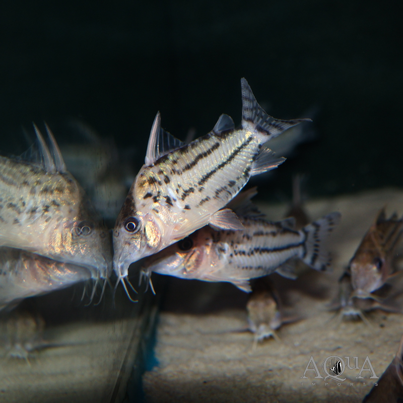 Pulcher Cory (Brochis pulcher)
