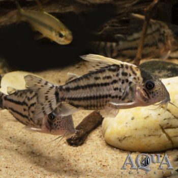 CW028 Super Schwartzi Cory (Hoplisoma sp. 'cw028')
