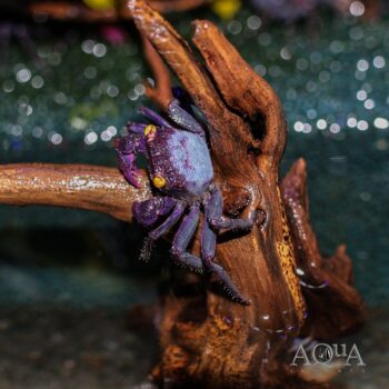 Purple Arm Vampire Crab (Geosesarma bogorensis)