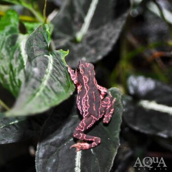 Purple Harlequin Toad (Atelopus barbotini)