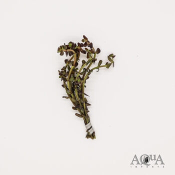 Purple Bacopa (Bacopa salzmannii 'Purple')