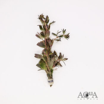 Purple Cabomba (Cabomba piauhyensis)
