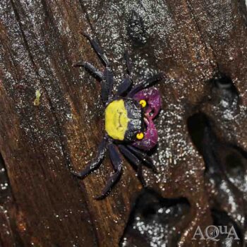 Purple Vampire Crab (Geosesarma dennerle)