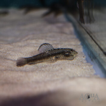 Purple Fin Hillstream Loach (Pseudogastromyzon laticeps)