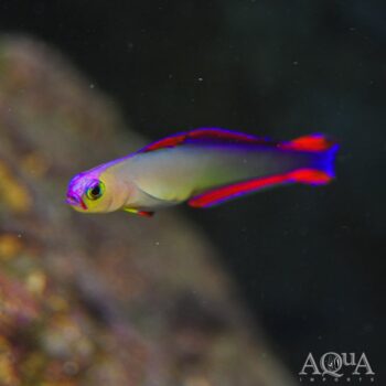 Purple Firefish (Nemateleotris decora)
