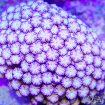 Purple Flowerpot Coral (Goniopora sp.)