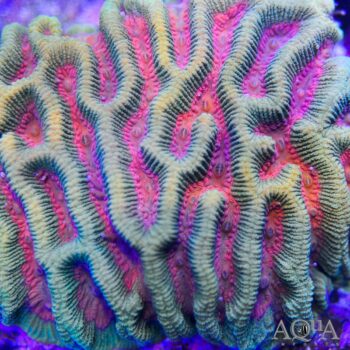 Purple and Green Maze Brain Coral (Platygyra sp.)