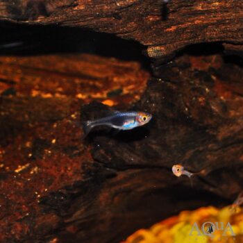 Purple Harlequin Rasbora (Trigonostigma heteromorpha)