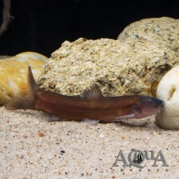 Purple Imperial Loach (Leptobotia taeniops)