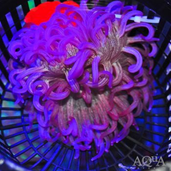 Purple Long Tentacle Anemone (Macrodactyla doreensis)