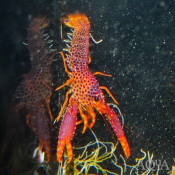 Purple Orange Debelius Lobster (Enoplomentopus debelius)