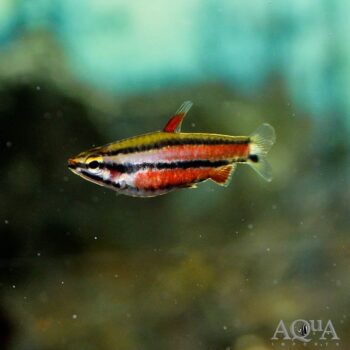 Purple Pencilfish (Nannostomus rubrocaudatus)