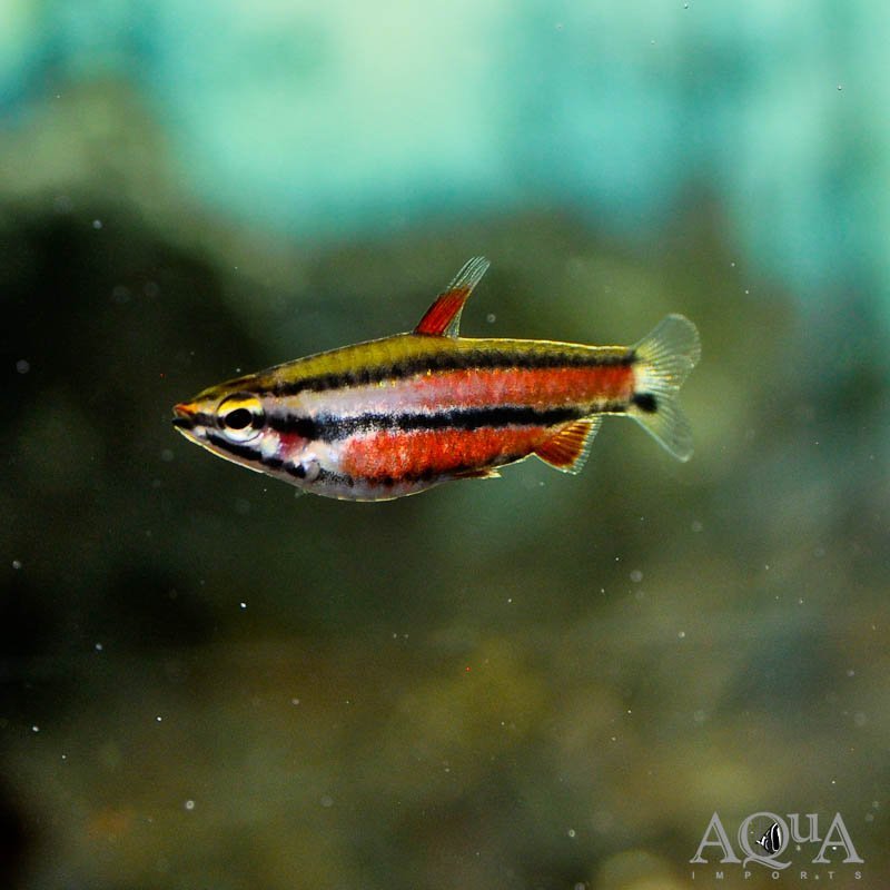 Purple Pencilfish (Nannostomus rubrocaudatus)