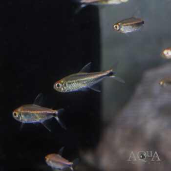 Purple Rio Meta Tetra (Hyphessobrycon metae)