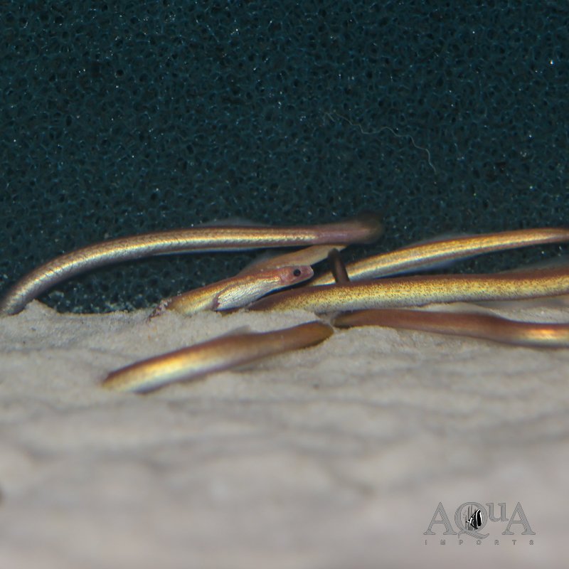 Purple Spaghetti Eel (Moringua raitaborua)