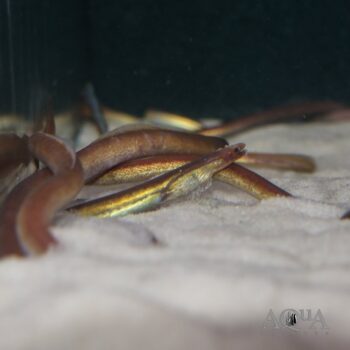 Purple Spaghetti Eel (Moringua raitaborua)