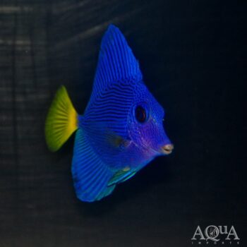 Purple Tang (Zebrasoma xanthurum)